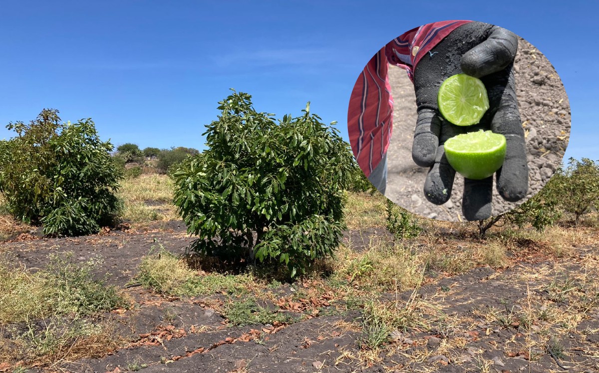 Agricultores en Guanajuato proponen fertilizantes orgánicos por crisis de insumos / Especial