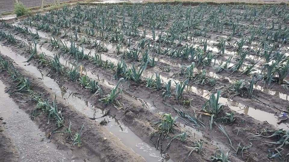 Terreno de cultivo dañado por la lluvia / Especial