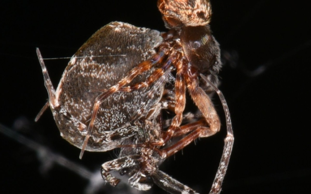 La araña cae a las telarañas luego de huir de su pareja / National Geographic.