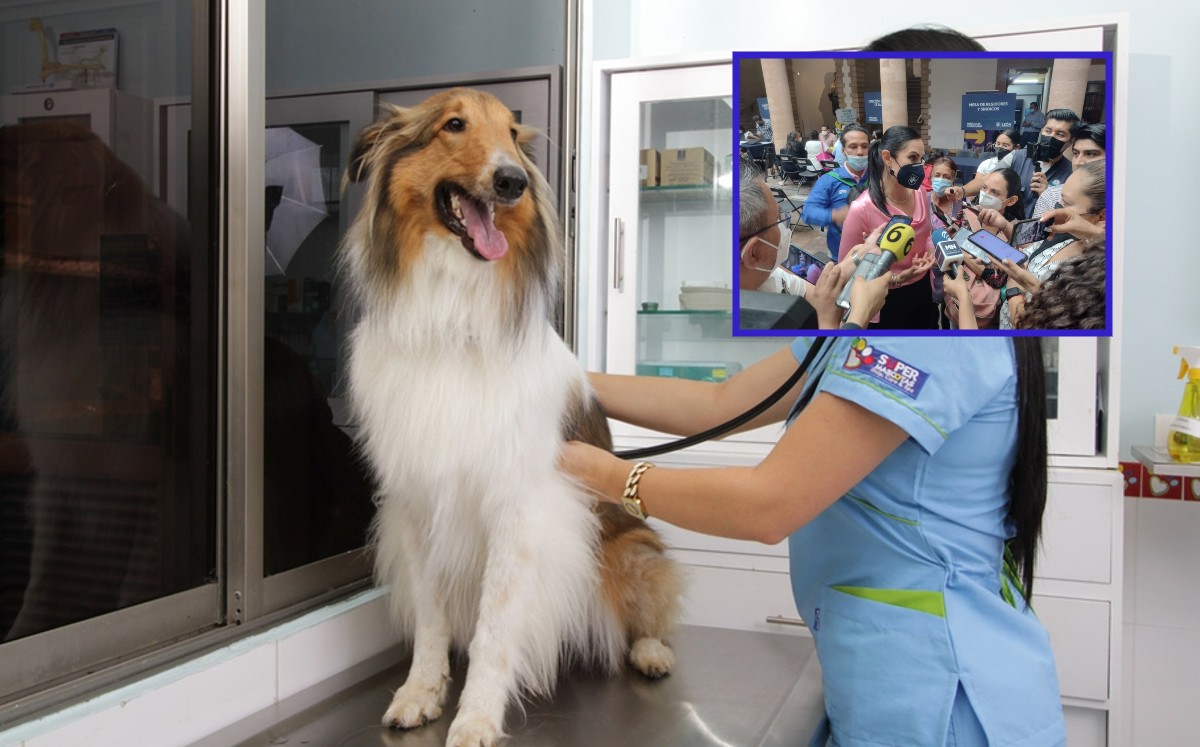 Ya tienen predio para la construcción del hospital veterinario público
