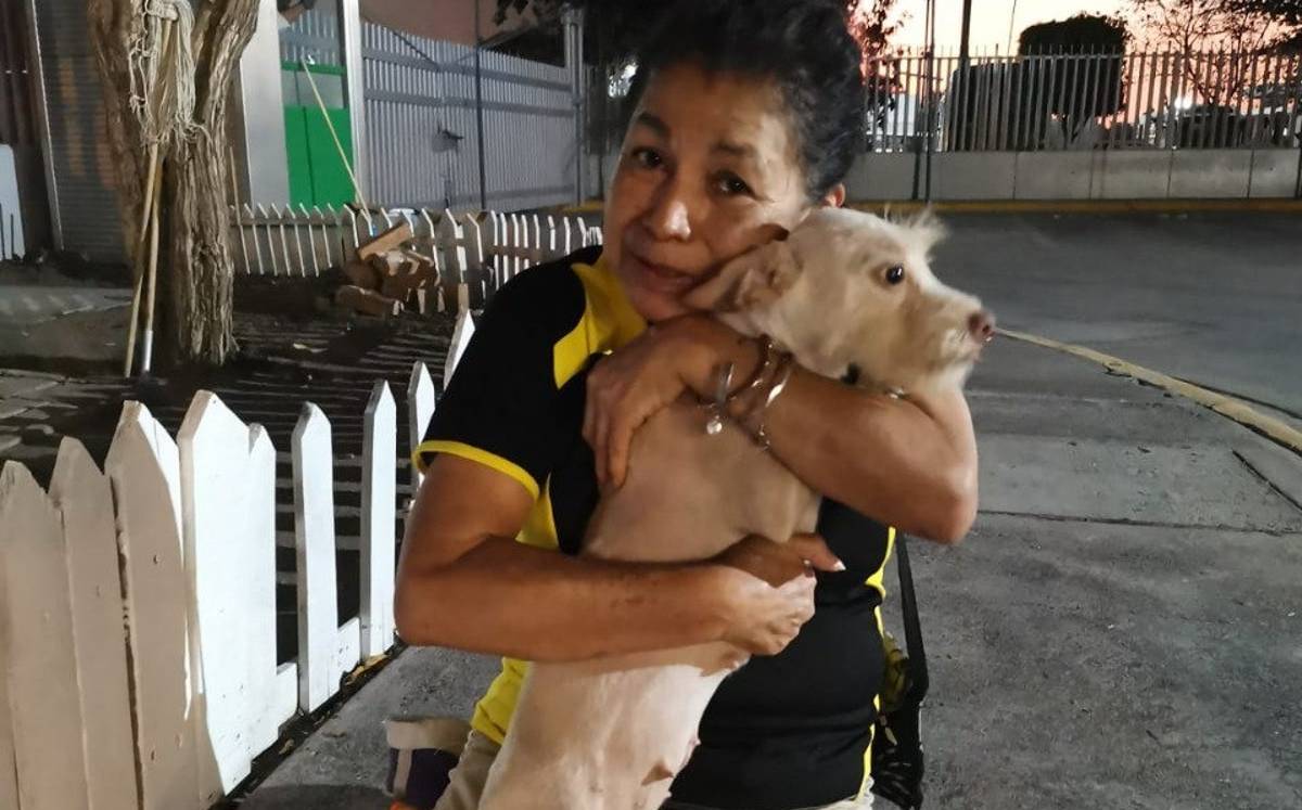 La perrita había salido de su casa sin rumbo, y no regresó, por lo que la familia inició su búsqueda.-