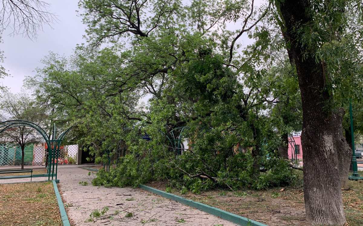 Árbol colapsa tras fuertes vientos en el Centro de Monterrey. / Pedro Delgado