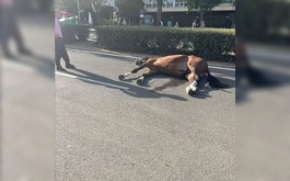 Muere caballo en Feria de Sevilla  2022.