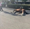 Muere caballo en Feria de Sevilla / Instagram @partidopacma Muere caballo en Feria de Sevilla / Instagram @partidopacma
