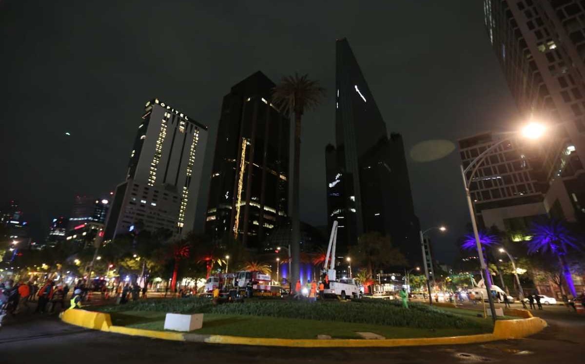 La palma fue retirada por su infección de hongos / Javier Ríos.