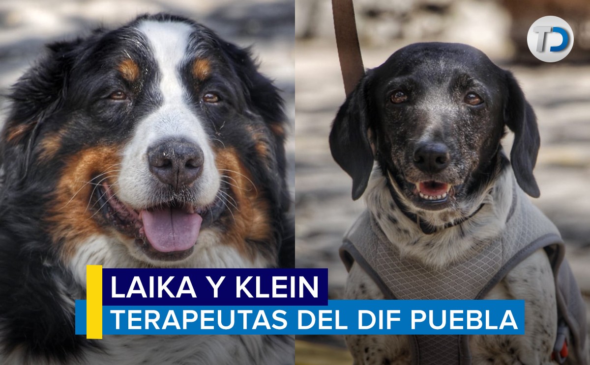 Perritas donadas al DIF Puebla / Melanie Torres