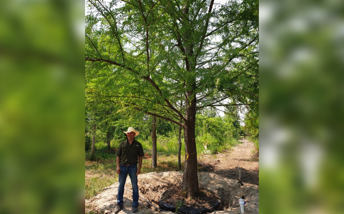 Donadores de árbol de NL confían en que gente de CdMx lo cuidará / Cortesía