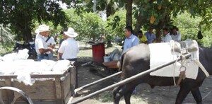 Pretenden eliminar a animales de carga de las calles Pretenden eliminar a animales de carga de las calles