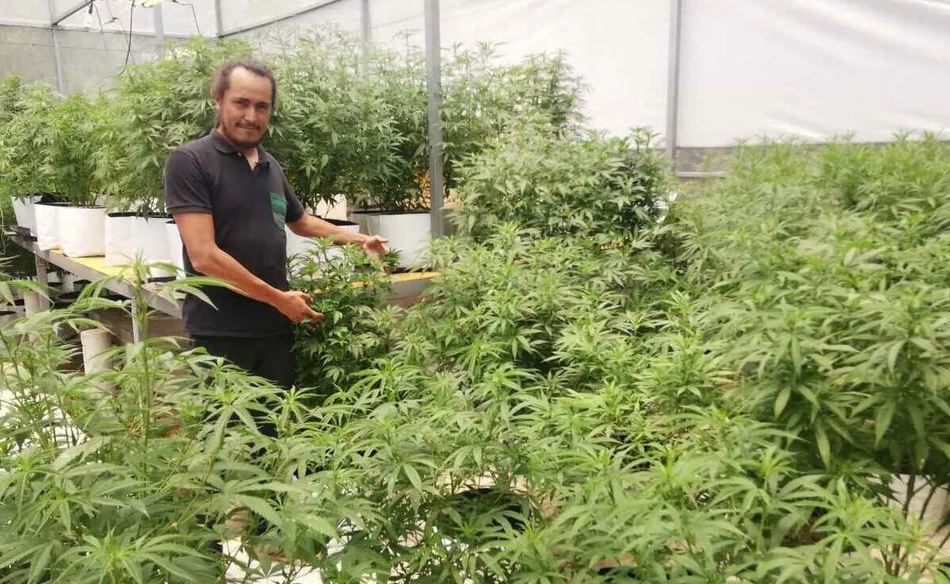 Las empresas ya tienen RFC y cuentas de banco; sólo esperan las reglas secundarias para producir cannabis. | Roberto López