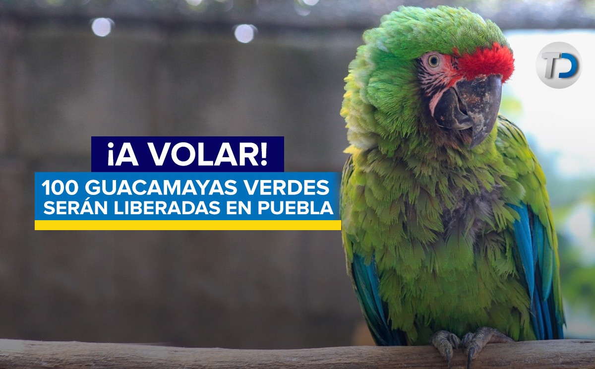 Liberarán 100 guacamayas verdes en Puebla / Andrés Lobato