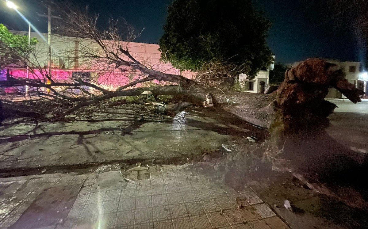 Enorme árbol cae en zona Centro de Torreón