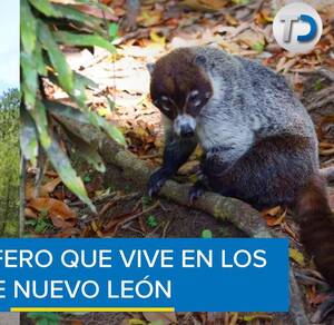 Coatí / Especial Coatí / Especial