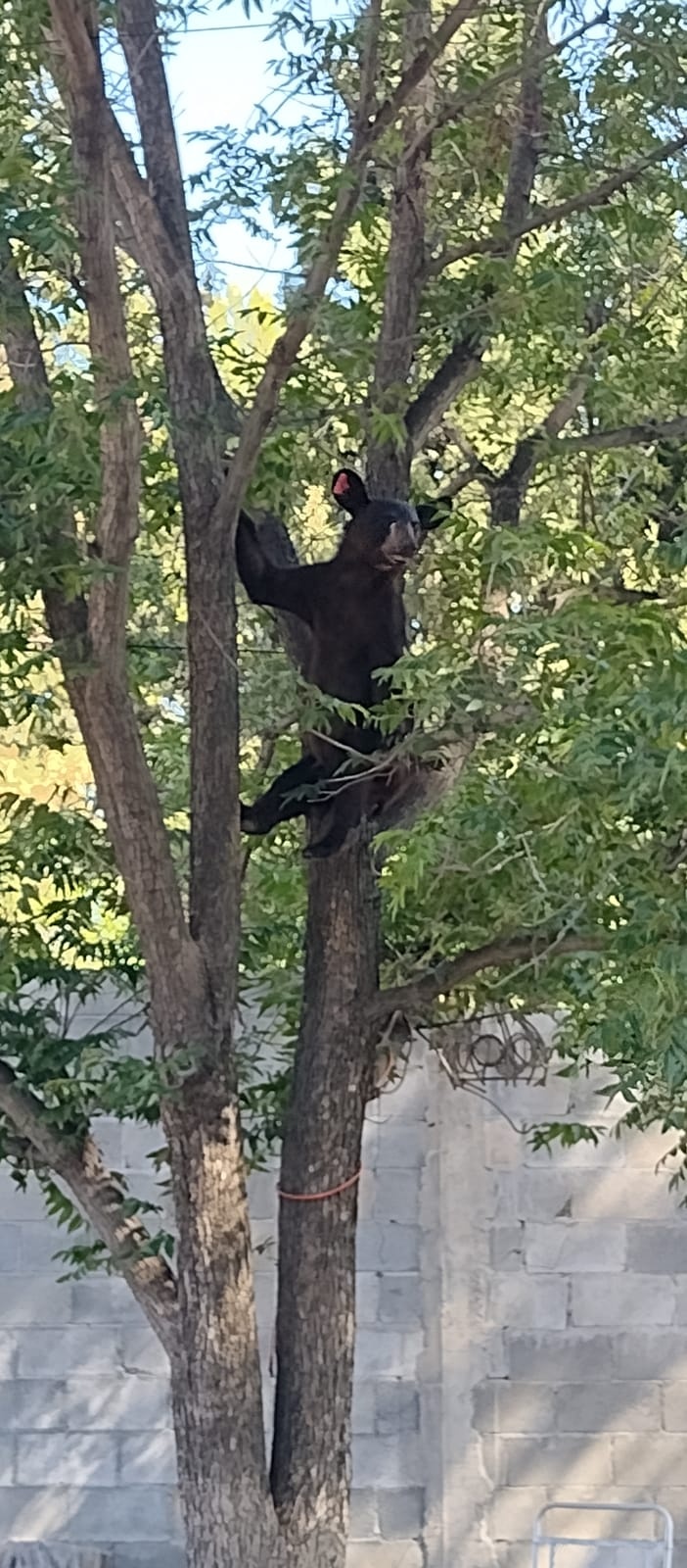 El osezno cayó de un árbol de una altura de 15 metros.
