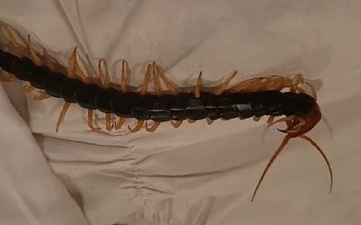 Joven despertó y encontró extraña criatura en su almohada