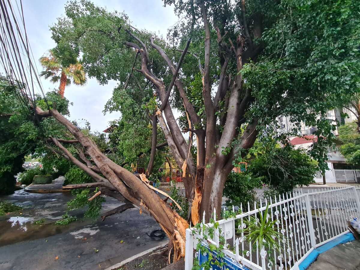 Cae árbol en Guadalajara tras intenso viento | Juan Carlos Munguía