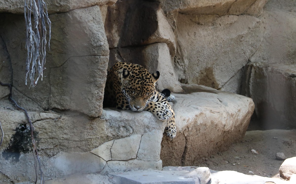 Zoológico de León recibirá a felinos del santuario Black-Jaguar / Dany Béjar
