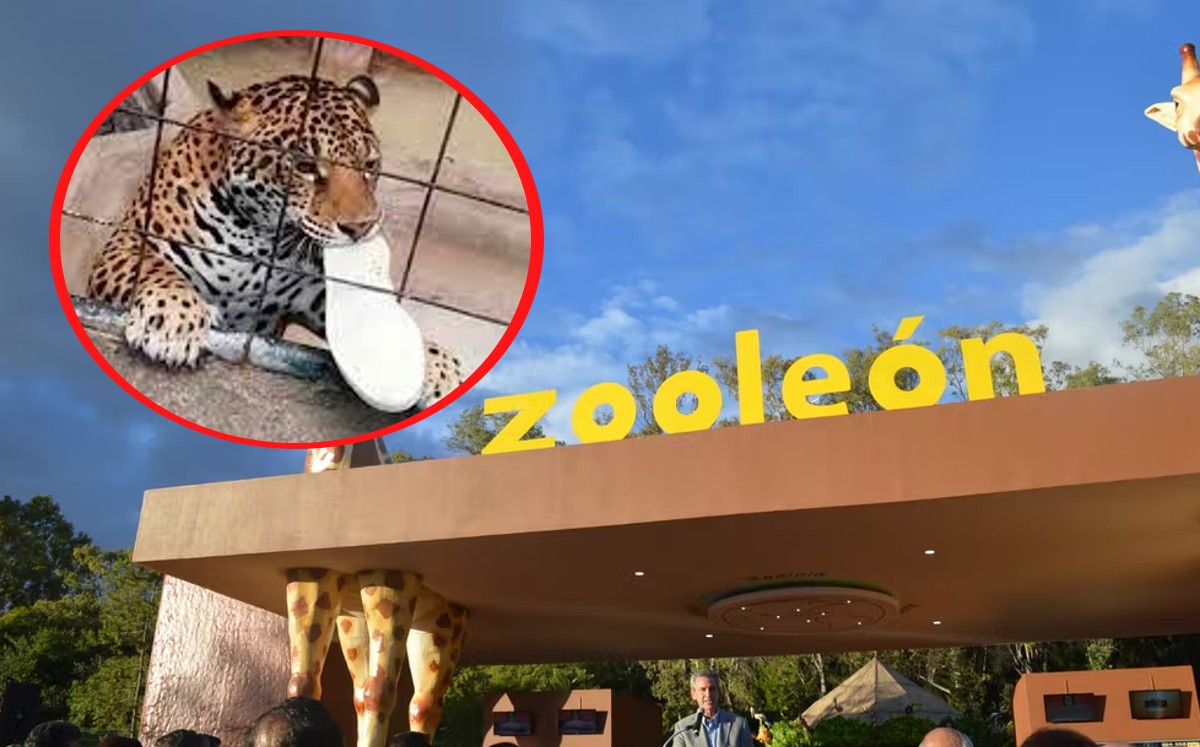 Por ataque de jaguar, Zoológico de León reforzará seguridad / Especial