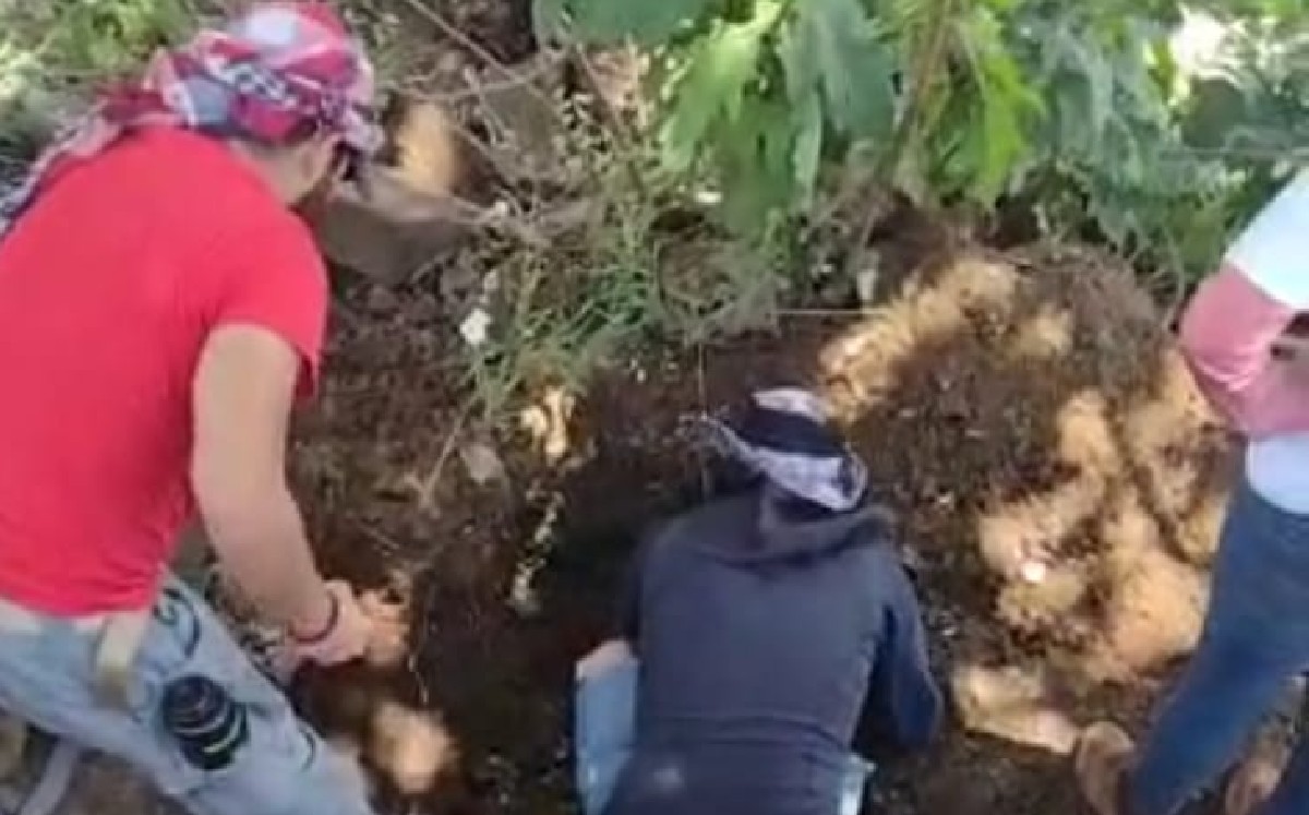 Colectivo de Búsqueda de personas en una jornada/ Cortesía