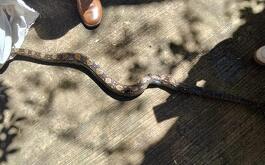 La serpiente fue hallada en calles de Toluca en el Estado de México