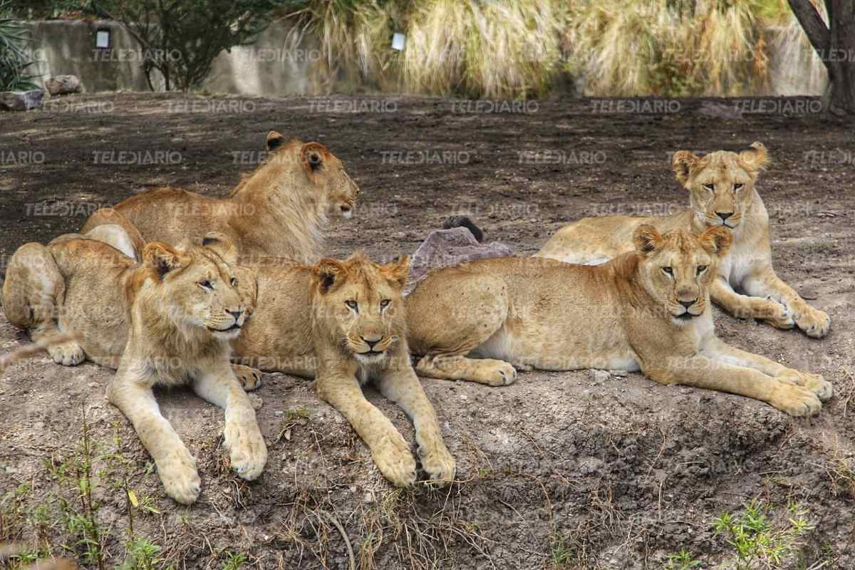 Manada de leonas de leones de Africam Safari / Andrés Lobato