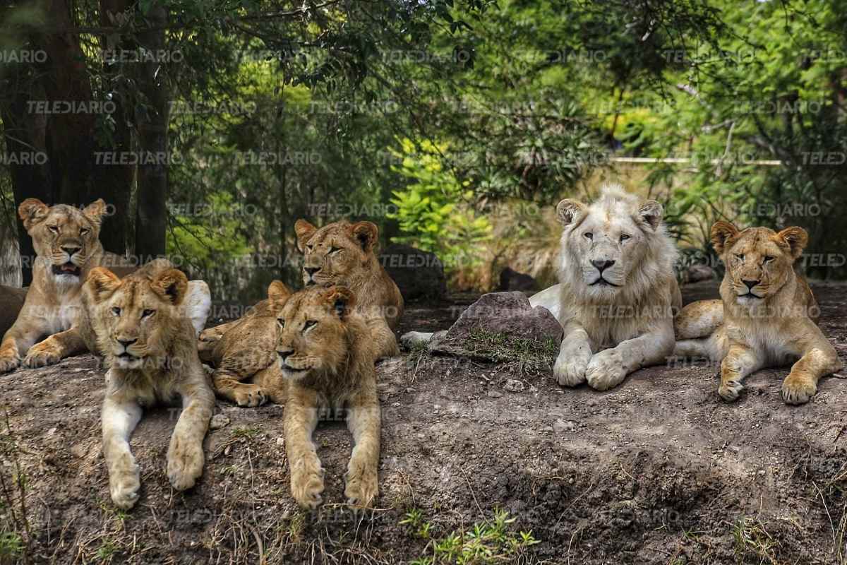 Manada de leones de Africam Safari / Andrés Lobato