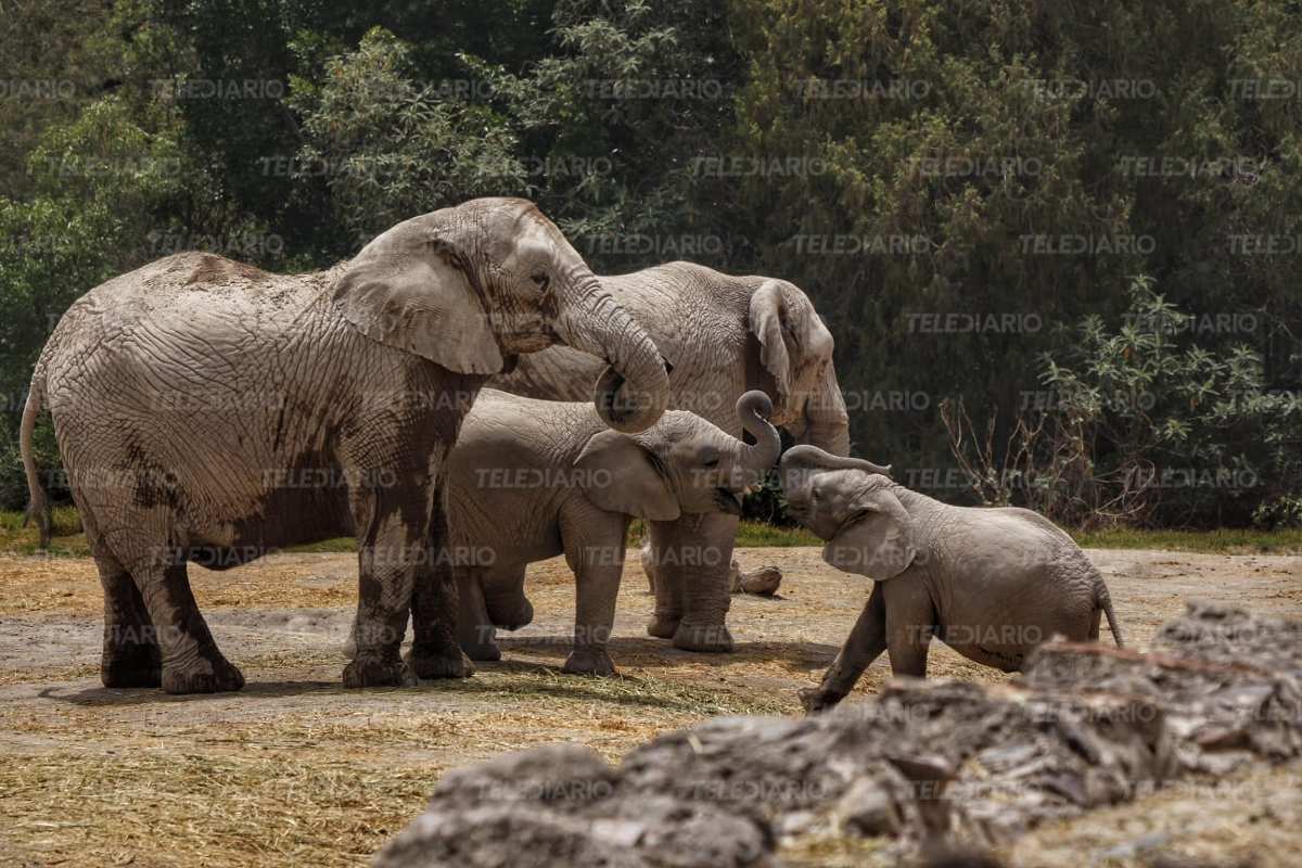 Africam Safari cuenta con un programa de preservación del elefante / Melanie Torres