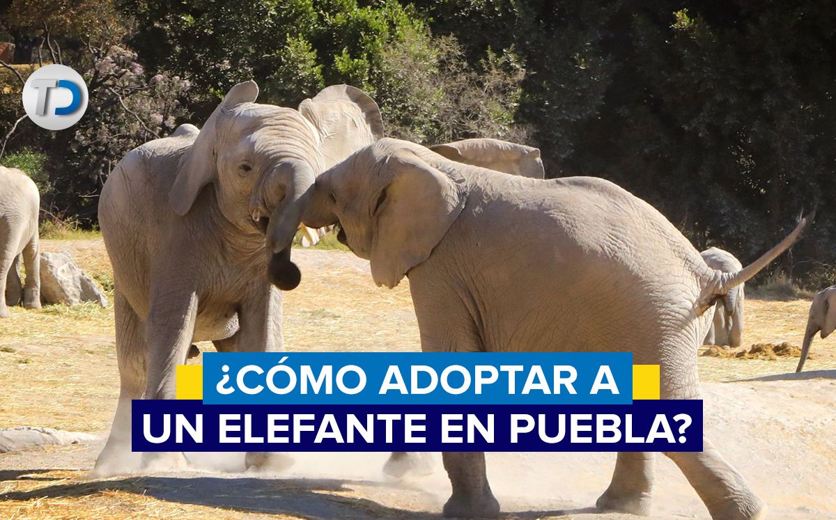 Manada de elefantes en Puebla / Africam Safari