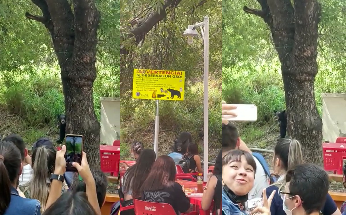 "Nos vamos a graduar": Estudiantes captan en video a oso en la FCC / Cortesía
