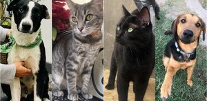 Antes de adoptar, toma en cuenta las responsabilidades que conlleva / AMAR Guadalajara Antes de adoptar, toma en cuenta las responsabilidades que conlleva / AMAR Guadalajara