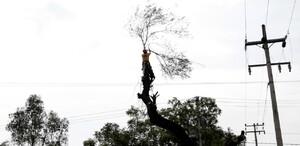 Cómo tramitar permiso para podar un árbol en Torreón Cómo tramitar permiso para podar un árbol en Torreón