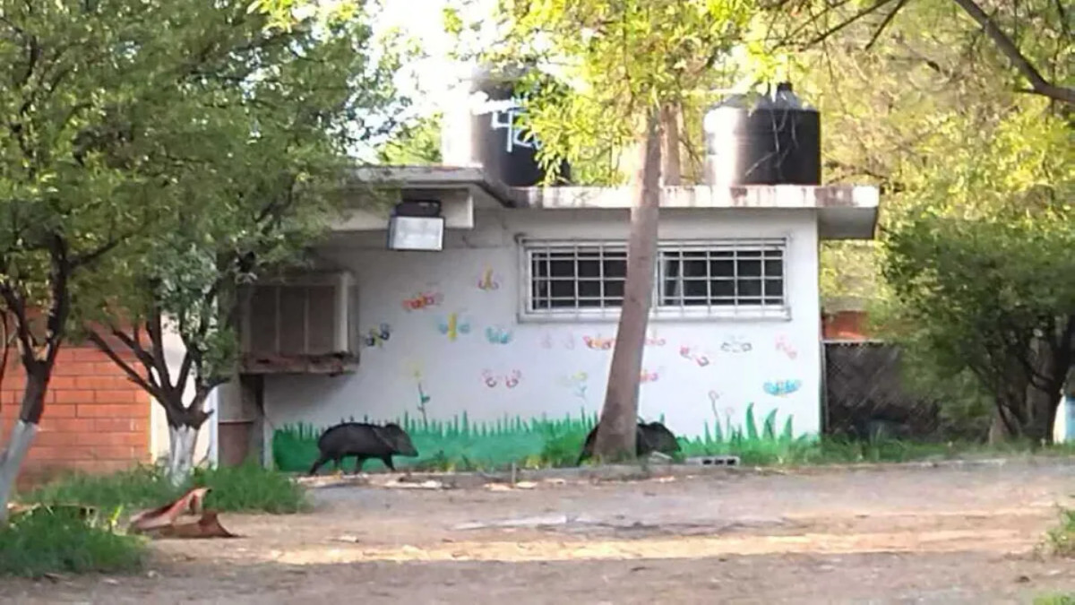 Avistan jabalíes paseando dentro de escuela en Monterrey