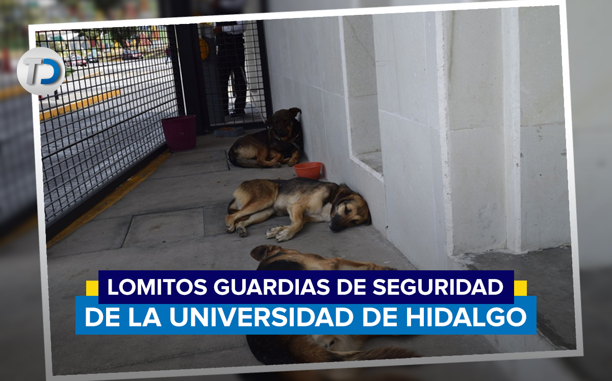 Lomitos cuidan en la caseta de seguridad de la Universidad de Hidalgo/ Antonio Texta