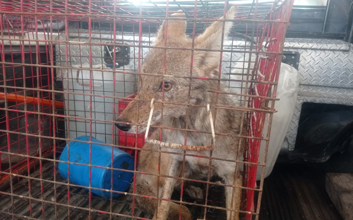 El ejemplar fue visto aparentemente desorientado y alejado de la zona de montaña /Cortesía