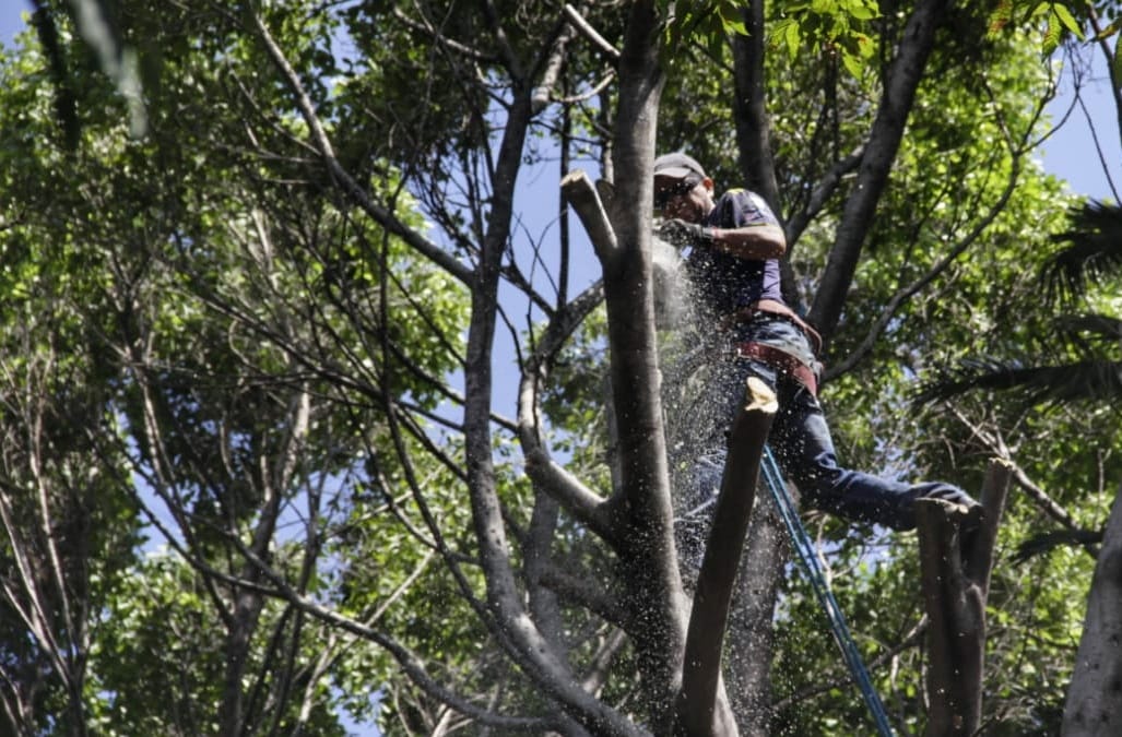 Talan árbol en el Centro Histórico de Puebla / Melanie Torres