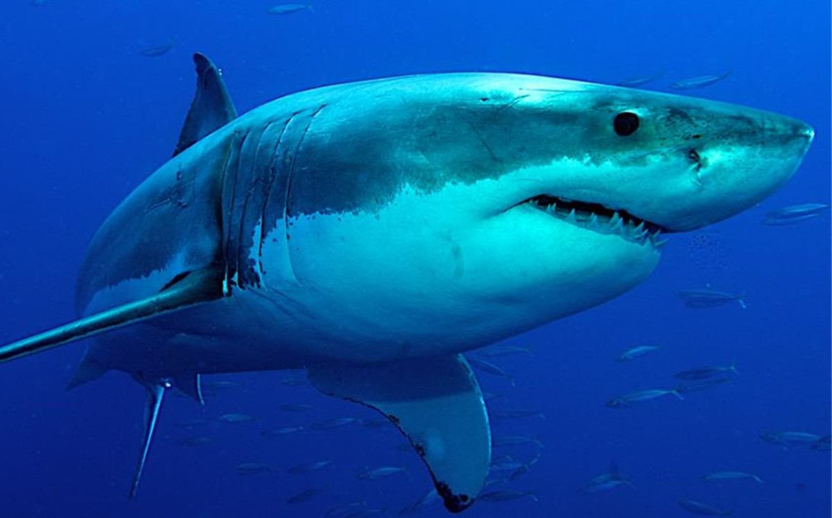Tiburones tienen 'GPS natural' para viajar por océanos, revela científicos