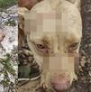 Pitbull defiende su casa de un ladrón en Yucatán y casi le arranca los dedos.