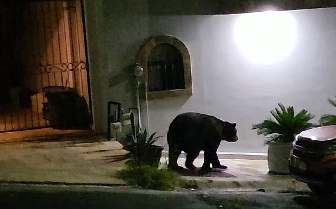 Captan a oso en Monterrey | Cortesía