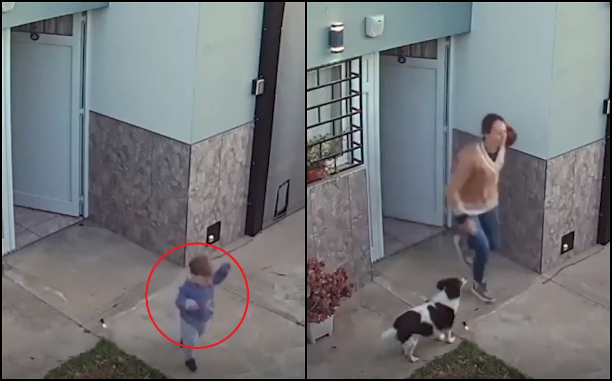 Perro alerta a madre de menor que salió de su hogar / Especial