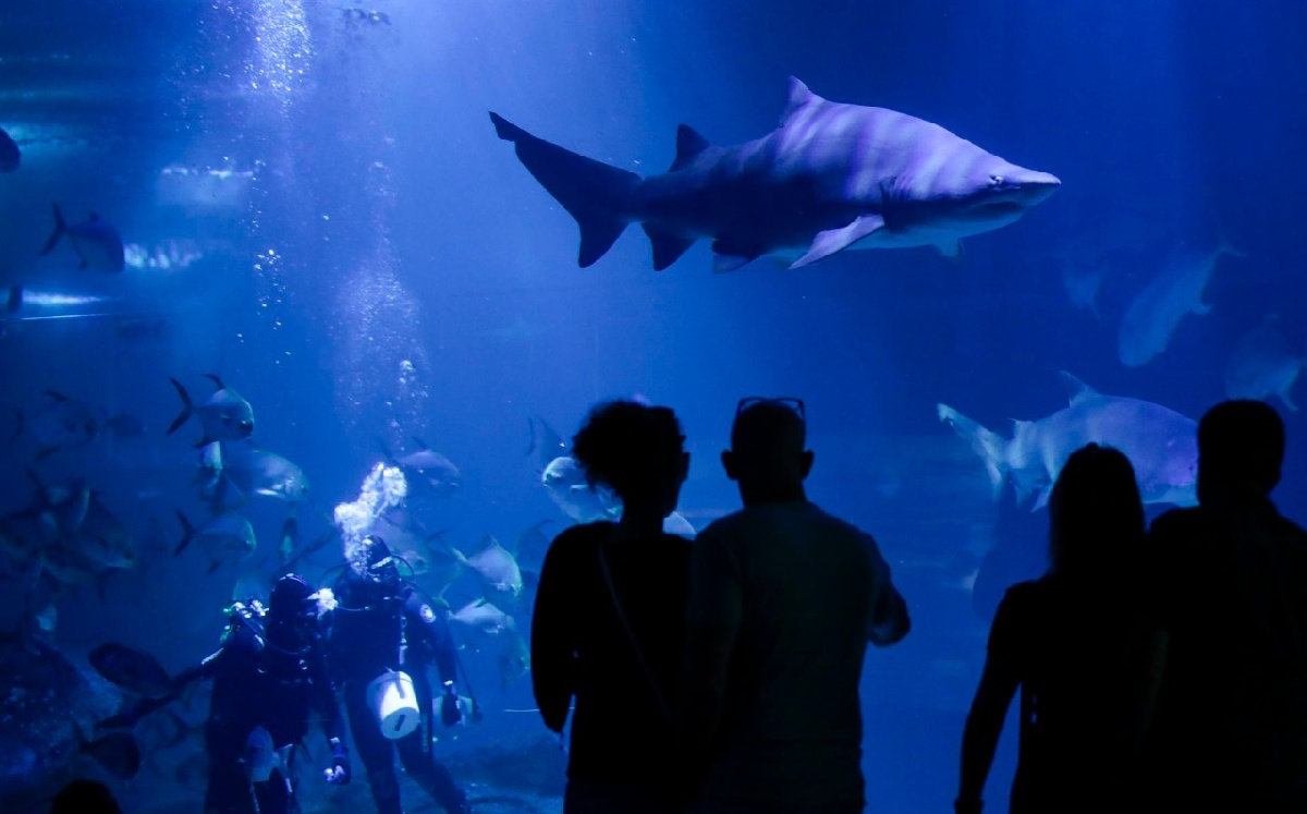 Un tercio de los tiburones podría extinguirse / EFE