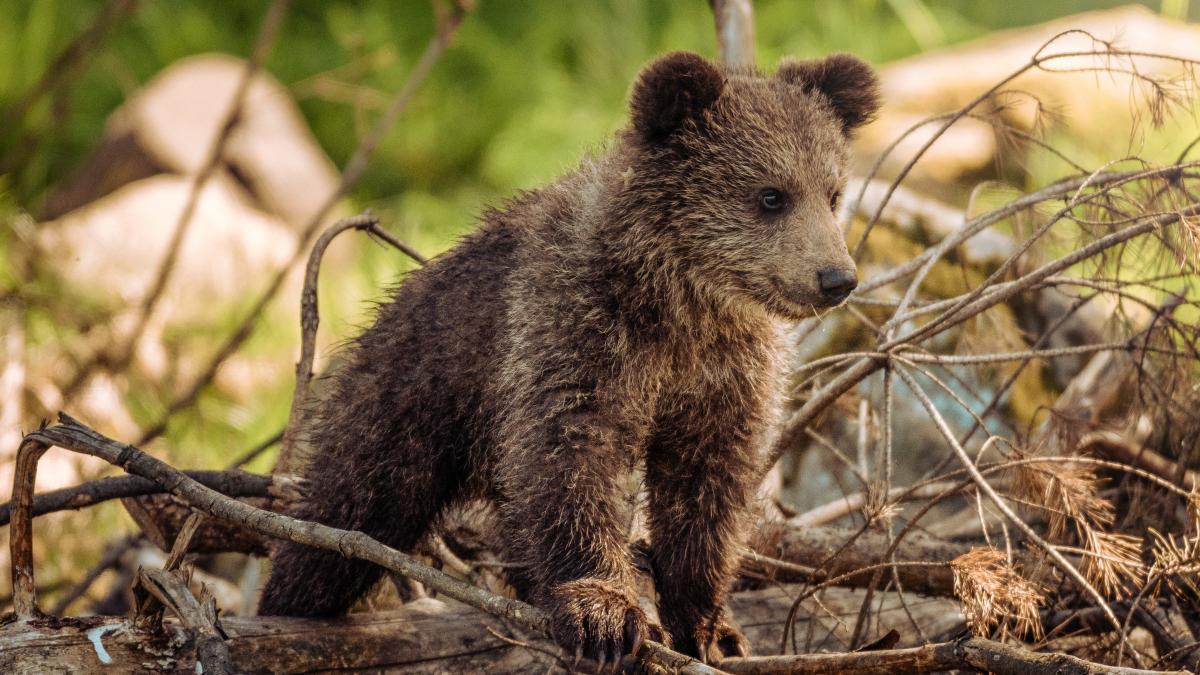 El osezno es una especie en peligro de extinción. / Cortesía