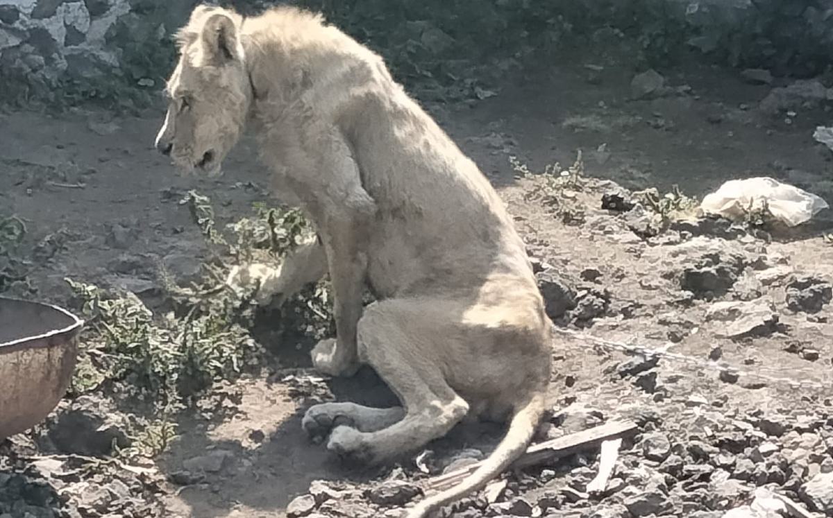 León hallado en Chalco será atendido en el Zoológico de Chapultepec / Especial