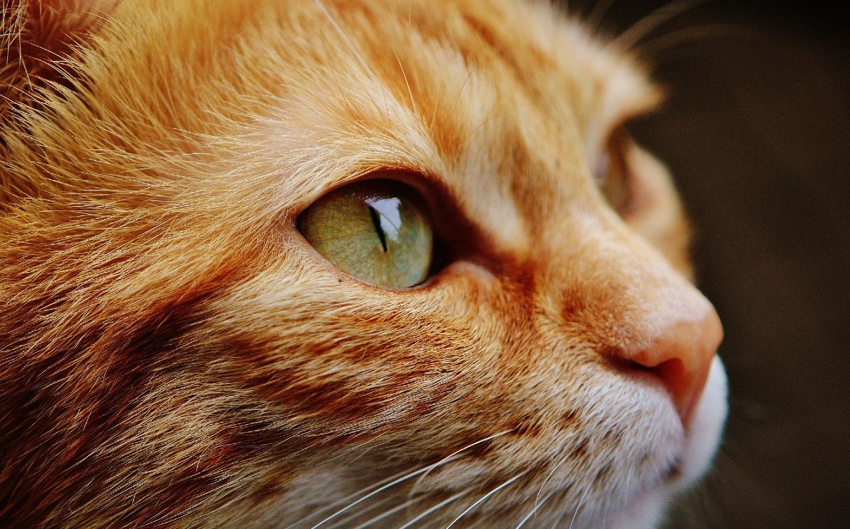El sujeto fue grabado de nuevo mientras comía lo que al parecer era un gato /Pixabay