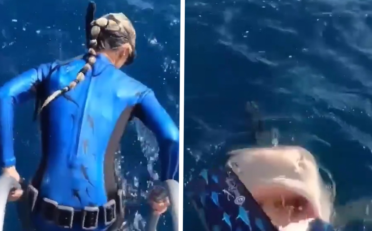 Ocean Ramsey, quien casi se lanza hacia la boca de un tiburón tigre / Especial
