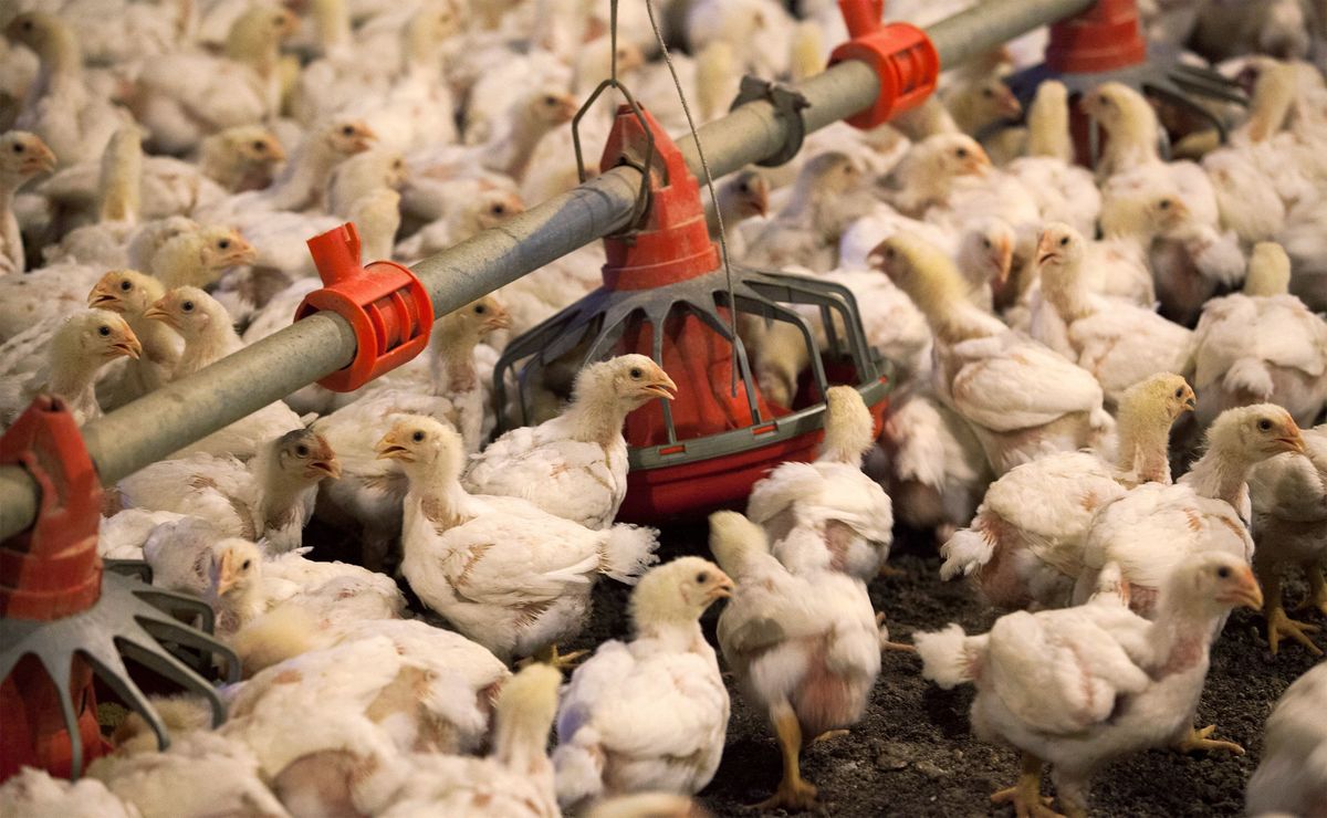 Se omitieron los nombres de la marca que maneja los pollos. / Especial