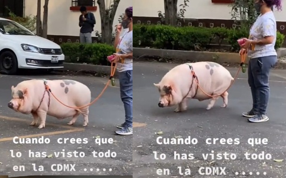 El video causó bromas y comentarios de los usuarios / TikTok: @verychihuahuas.