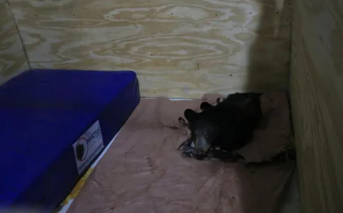 Osezno baleado en Nuevo León sigue grave. | Especial