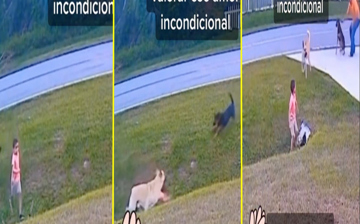Perrito arriesga su vida para salvar a niño de animal agresivo