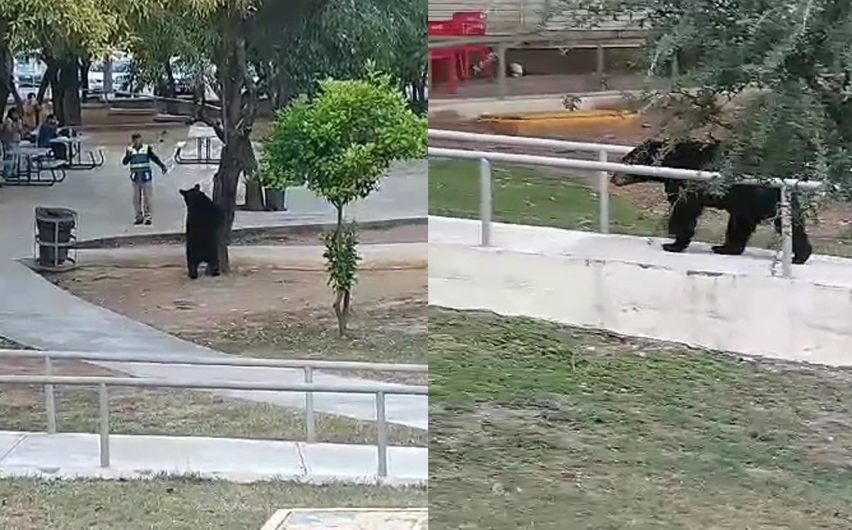 Oso sorprende a estudiantes de la Facultad de Artes Visuales de la UANL. | Especial