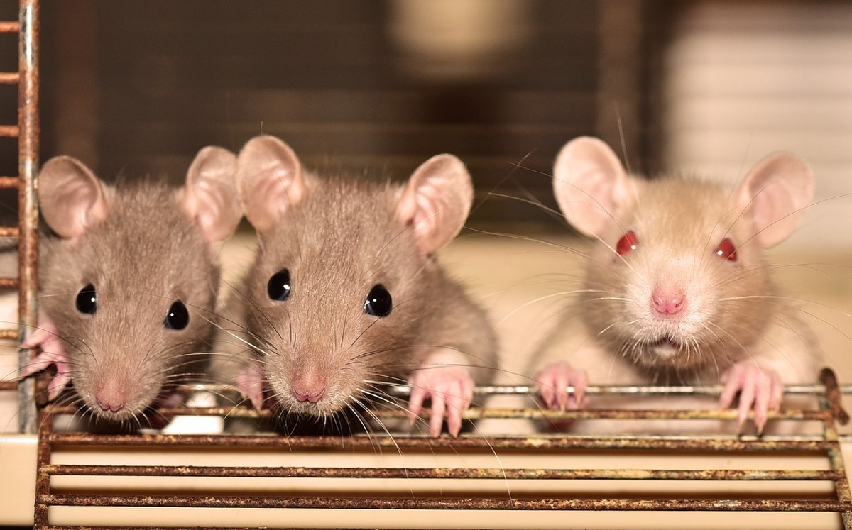 Estudio japonés demuestra que las ratas pueden moverse al ritmo de la música / Pixabay