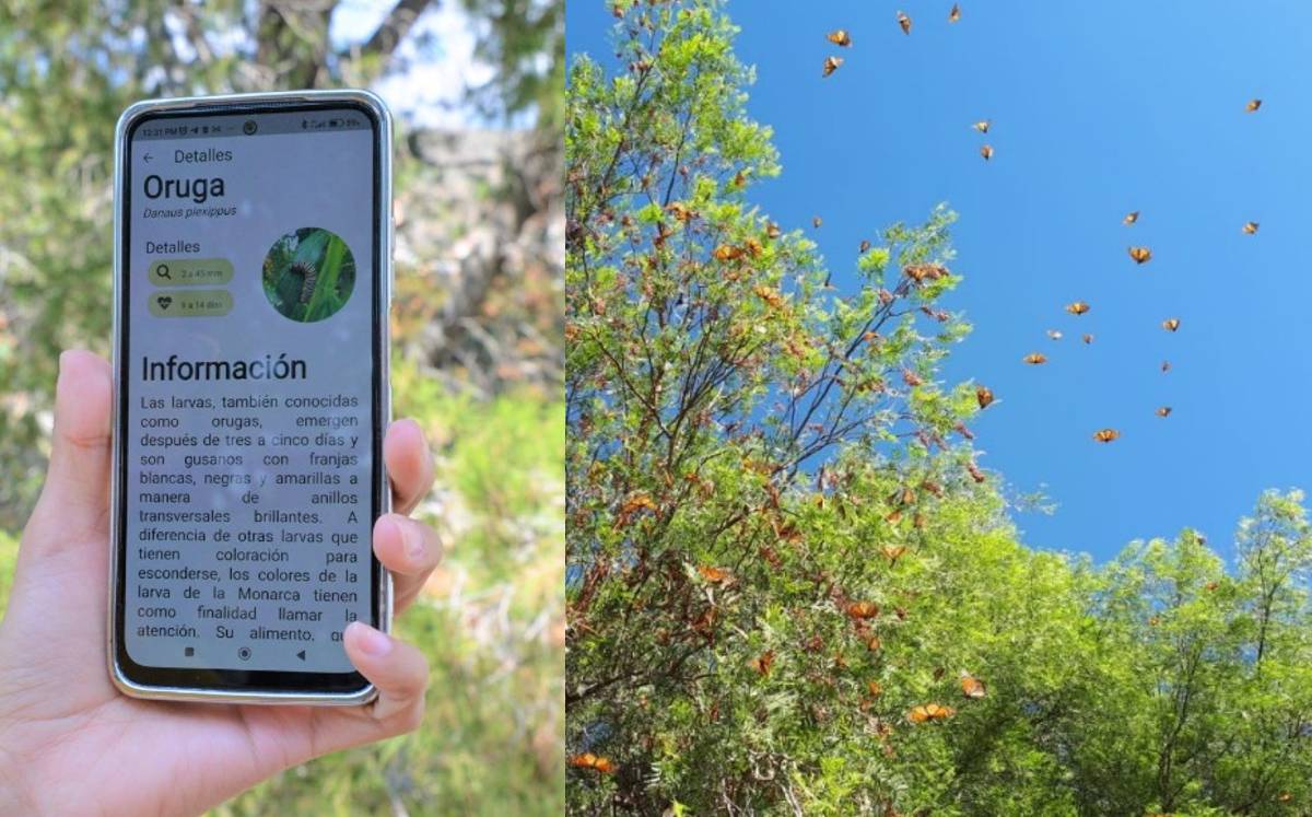 Con el objetivo de monitorear y conservar la ruta migratoria de la mariposa monarca, el gobierno del estado de Guanajuato desarrolló una aplicación móvil.